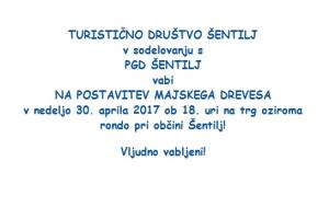 POSTAVITEV MAJSKEGA DREVESA V ŠENTILJU